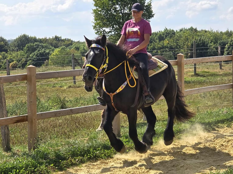 Polnisches Kaltblut Stute 3 Jahre 156 cm Rappe in Linkenbach
