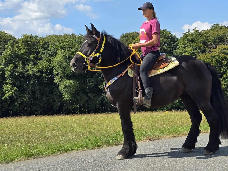 Polnisches Kaltblut Stute 3 Jahre 156 cm Rappe in Linkenbach