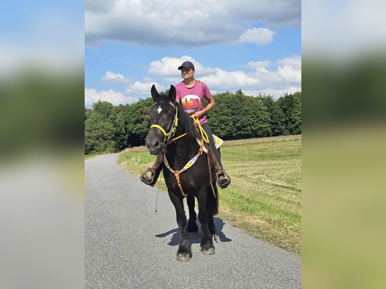 Polnisches Kaltblut Stute 3 Jahre 156 cm Rappe in Linkenbach