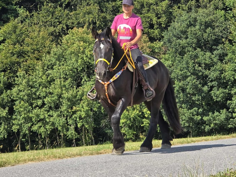 Polnisches Kaltblut Stute 3 Jahre 156 cm Rappe in Linkenbach
