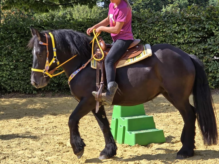 Polnisches Kaltblut Stute 3 Jahre 156 cm Rappe in Linkenbach