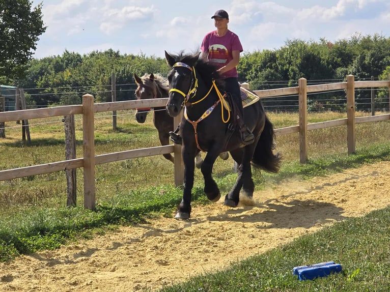 Polnisches Kaltblut Stute 3 Jahre 156 cm Rappe in Linkenbach