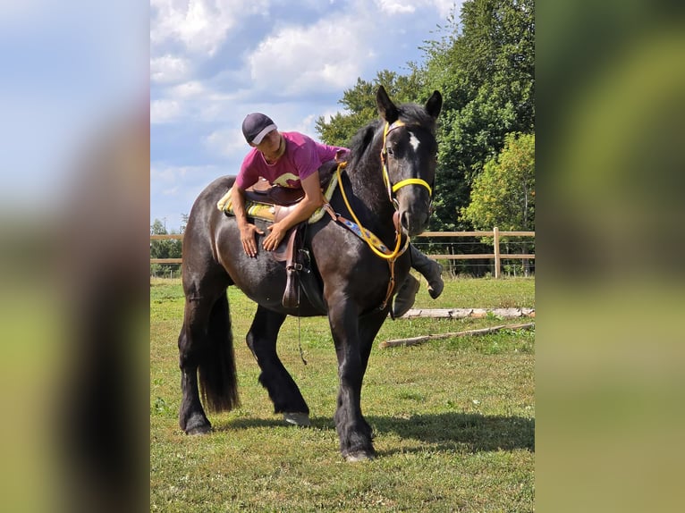 Polnisches Kaltblut Stute 3 Jahre 156 cm Rappe in Linkenbach
