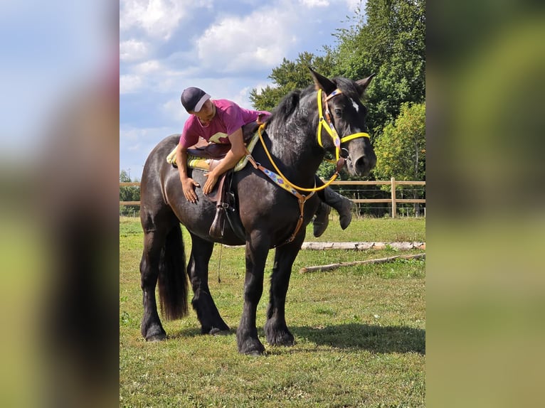 Polnisches Kaltblut Stute 3 Jahre 156 cm Rappe in Linkenbach