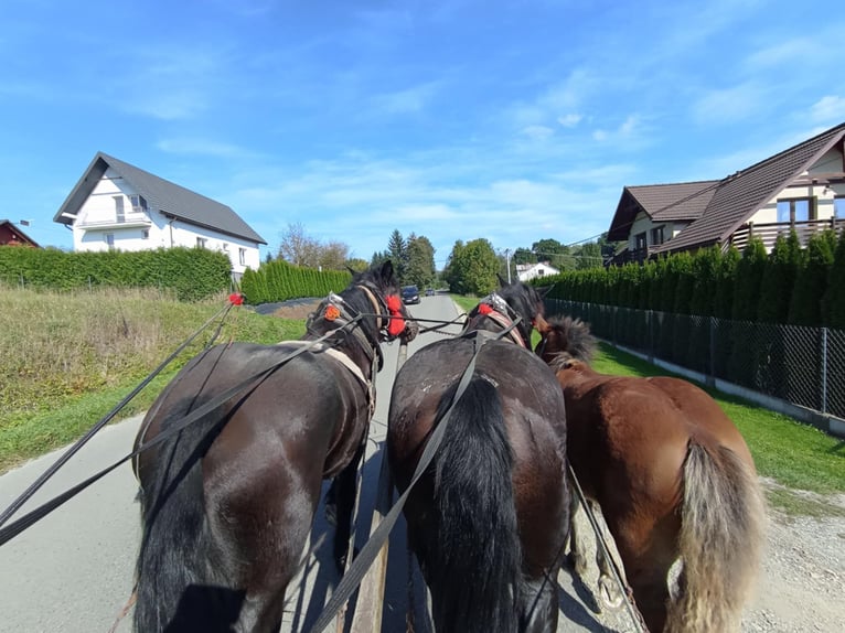 Polnisches Kaltblut Stute 3 Jahre 157 cm Rappe in Zalesie