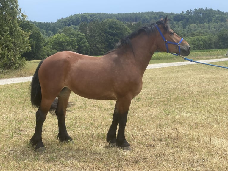 Polnisches Kaltblut Mix Stute 3 Jahre 158 cm Brauner in Fuchstal