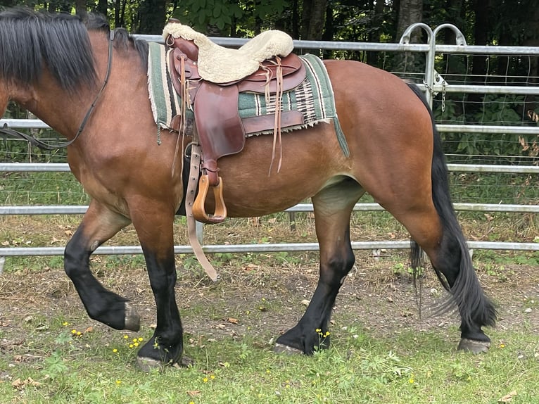 Polnisches Kaltblut Mix Stute 3 Jahre 158 cm Brauner in Fuchstal