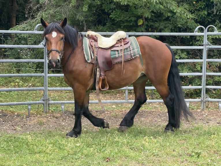 Polnisches Kaltblut Mix Stute 3 Jahre 158 cm Brauner in Fuchstal