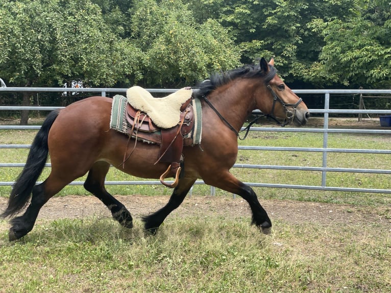Polnisches Kaltblut Mix Stute 3 Jahre 158 cm Brauner in Fuchstal