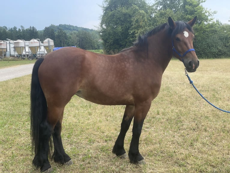 Polnisches Kaltblut Mix Stute 3 Jahre 158 cm Brauner in Fuchstal
