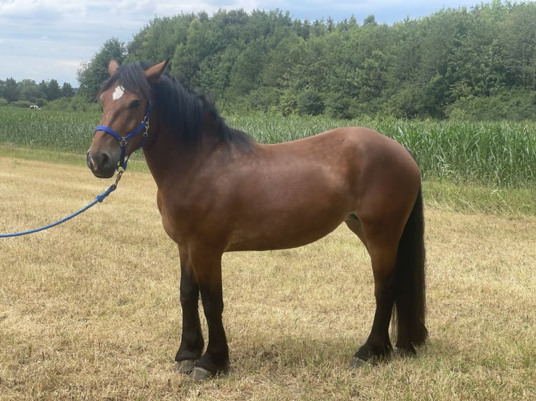 Polnisches Kaltblut Mix Stute 3 Jahre 158 cm Brauner in Fuchstal