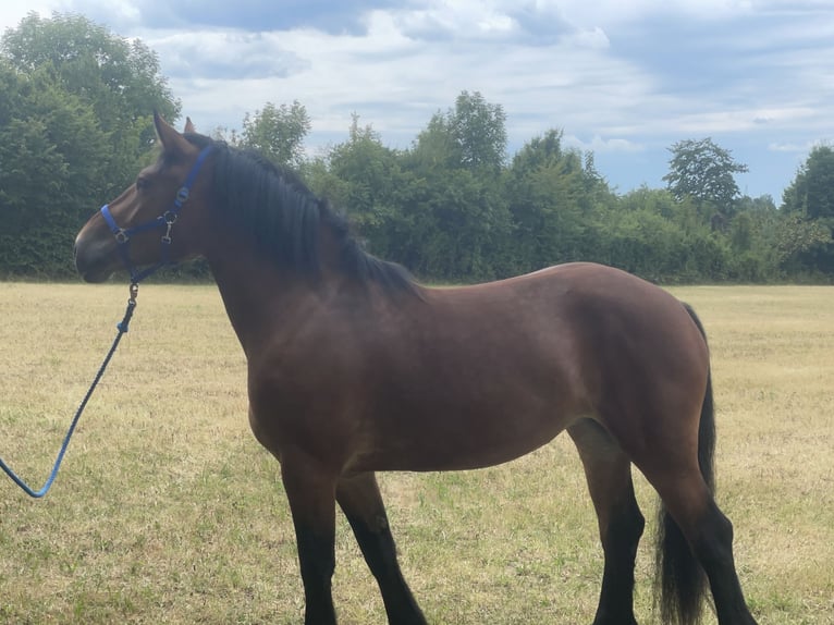Polnisches Kaltblut Mix Stute 3 Jahre 158 cm Brauner in Fuchstal