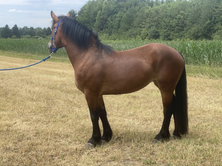 Polnisches Kaltblut Mix Stute 3 Jahre 158 cm Brauner in Fuchstal