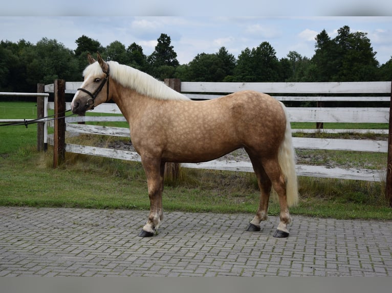 Polnisches Kaltblut Mix Stute 3 Jahre 162 cm Palomino in Chełmno