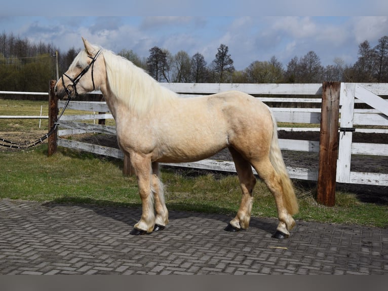 Polnisches Kaltblut Mix Stute 3 Jahre 162 cm Palomino in Chełmno