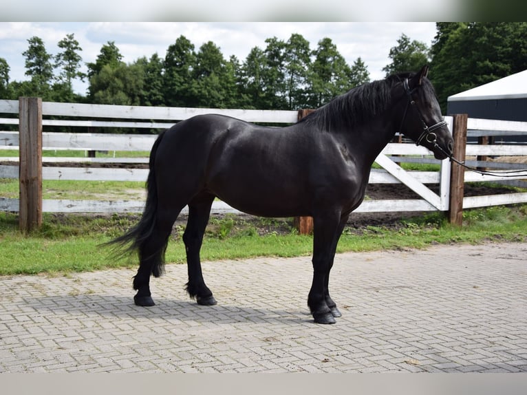 Polnisches Kaltblut Stute 3 Jahre 162 cm Rappe in Chełmno