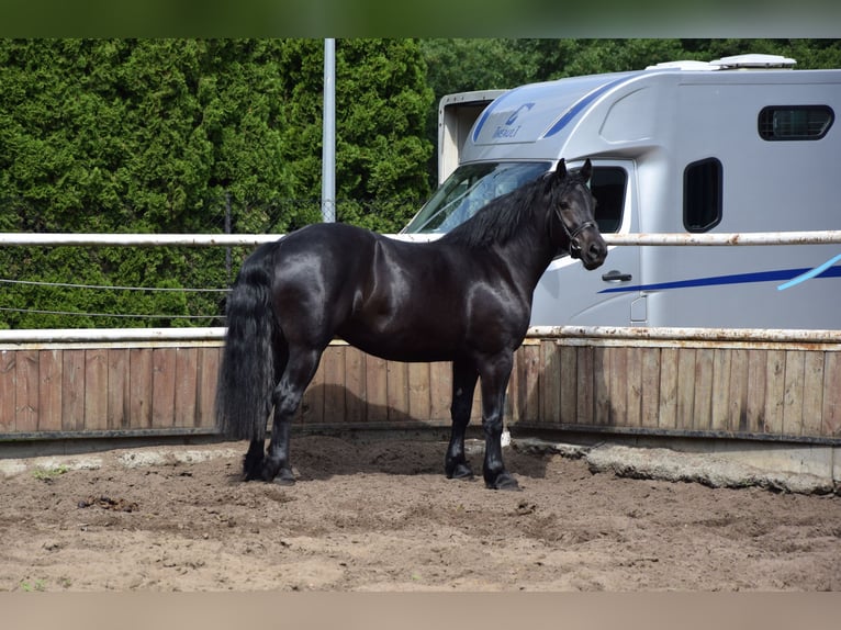 Polnisches Kaltblut Stute 3 Jahre 162 cm Rappe in Chełmno