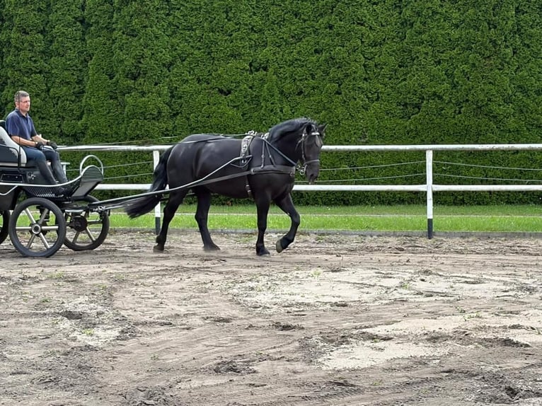 Polnisches Kaltblut Stute 3 Jahre 162 cm Rappe in Chełmno