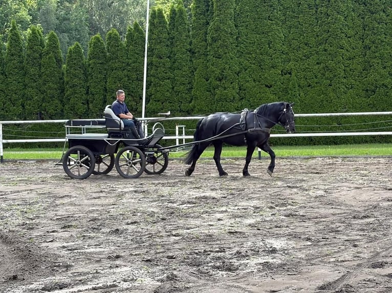 Polnisches Kaltblut Stute 3 Jahre 162 cm Rappe in Chełmno