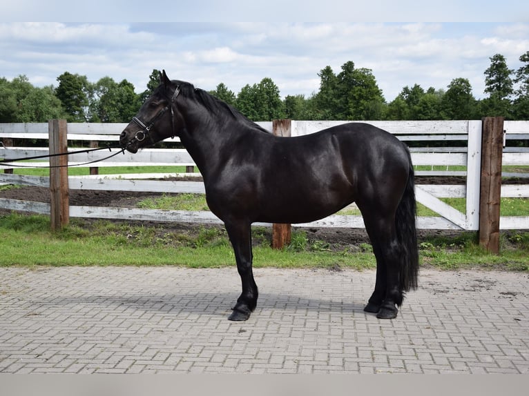 Polnisches Kaltblut Stute 3 Jahre 162 cm Schwarzbrauner in Chełmno