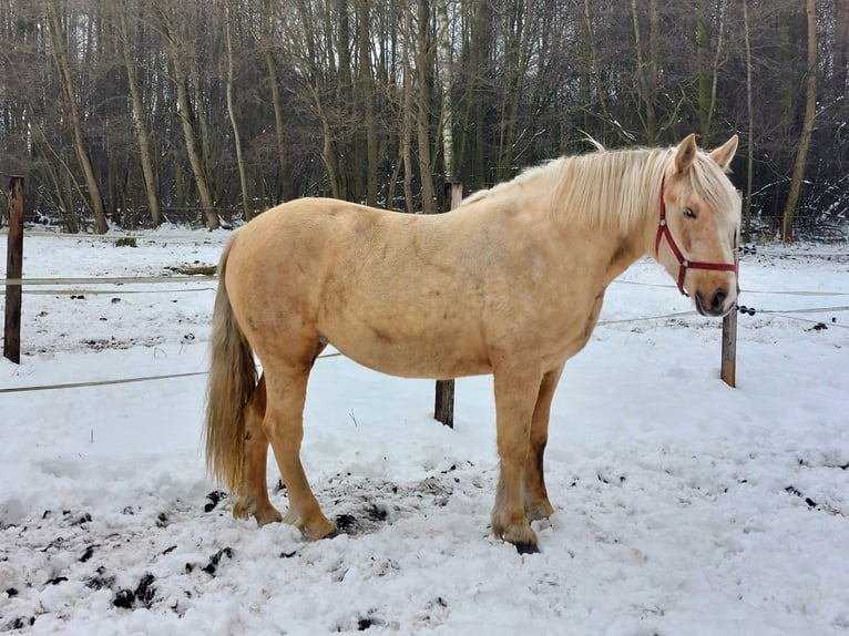 Polnisches Kaltblut Stute 3 Jahre 163 cm Palomino in Chełmno