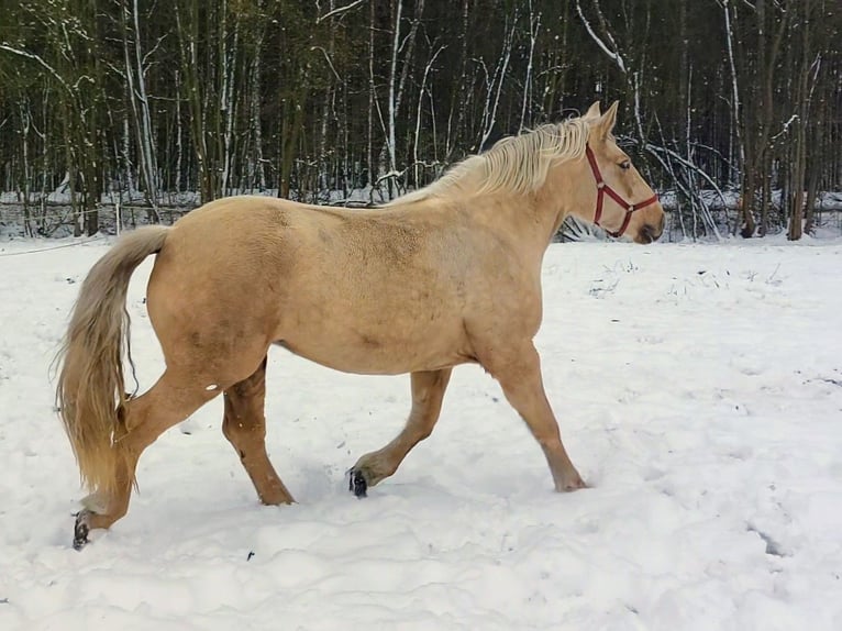 Polnisches Kaltblut Stute 3 Jahre 163 cm Palomino in Chełmno