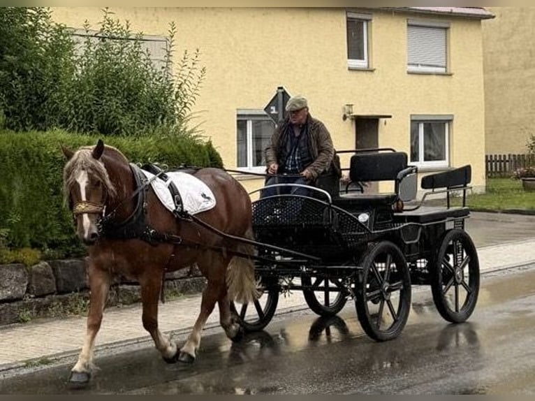 Polnisches Kaltblut Stute 3 Jahre 164 cm Dunkelfuchs in Riedlingen