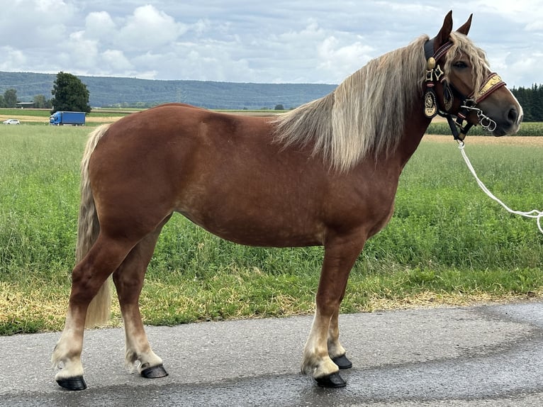 Polnisches Kaltblut Stute 3 Jahre 164 cm Dunkelfuchs in Riedlingen