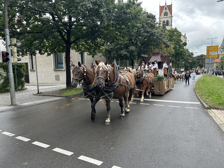 Polnisches Kaltblut Stute 3 Jahre 164 cm Dunkelfuchs in Riedlingen