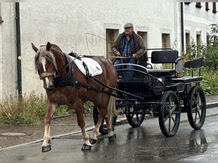Polnisches Kaltblut Stute 3 Jahre 164 cm Dunkelfuchs in Riedlingen