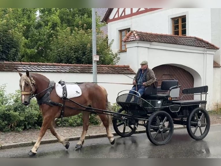 Polnisches Kaltblut Stute 3 Jahre 164 cm Dunkelfuchs in Riedlingen