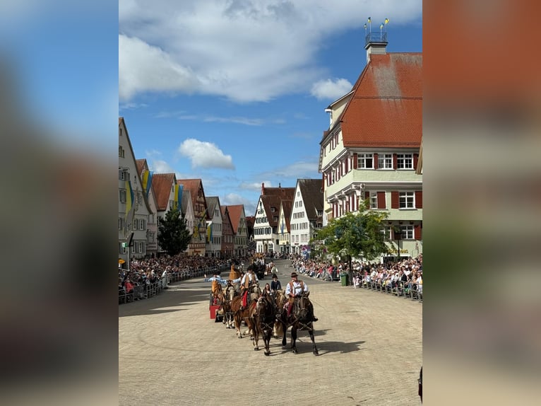 Polnisches Kaltblut Stute 3 Jahre 164 cm Dunkelfuchs in Riedlingen