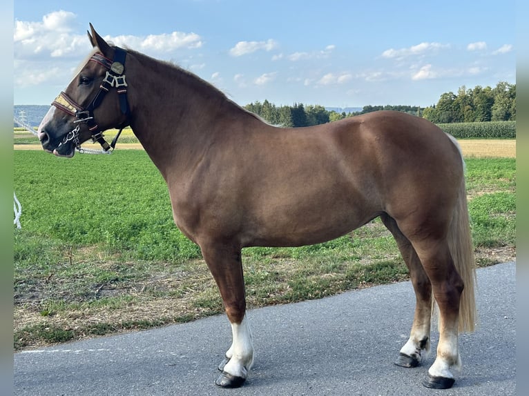 Polnisches Kaltblut Mix Stute 3 Jahre 166 cm Fuchs in Riedlingen
