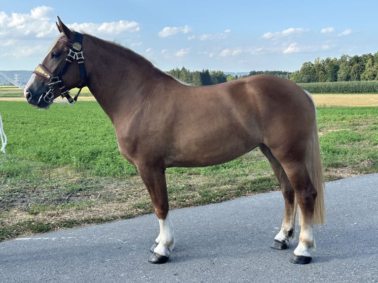 Polnisches Kaltblut Mix Stute 3 Jahre 166 cm Fuchs in Riedlingen