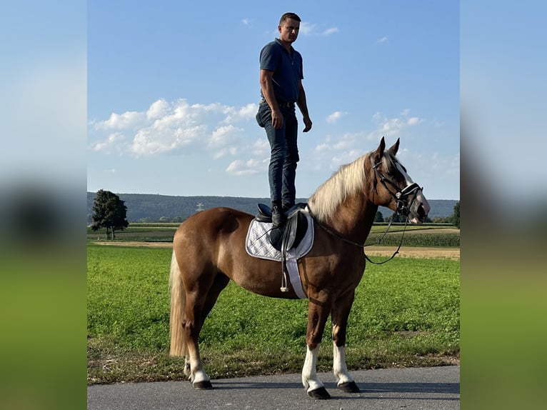 Polnisches Kaltblut Mix Stute 3 Jahre 166 cm Fuchs in Riedlingen