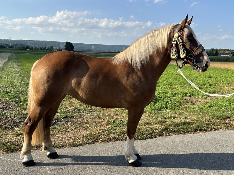 Polnisches Kaltblut Mix Stute 3 Jahre 166 cm Fuchs in Riedlingen