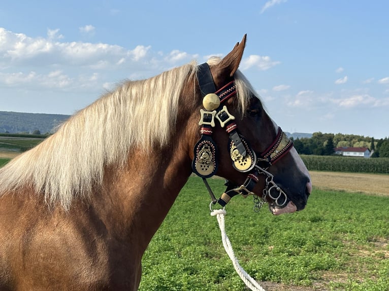 Polnisches Kaltblut Mix Stute 3 Jahre 166 cm Fuchs in Riedlingen