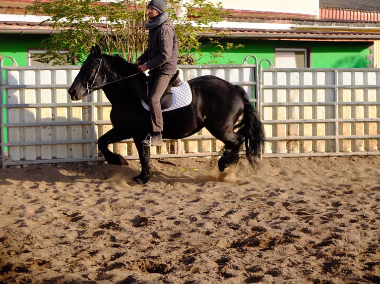 Polnisches Kaltblut Stute 4 Jahre 152 cm Rappe in Buttstädt