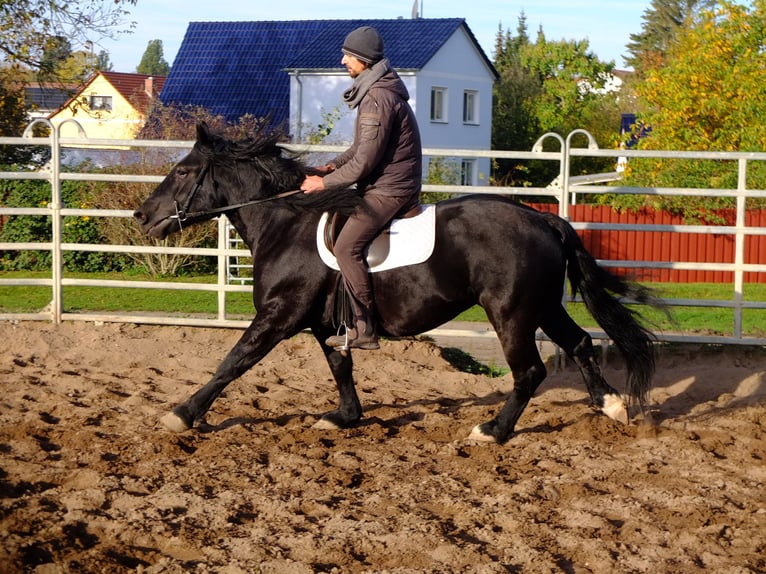 Polnisches Kaltblut Stute 4 Jahre 152 cm Rappe in Buttstädt