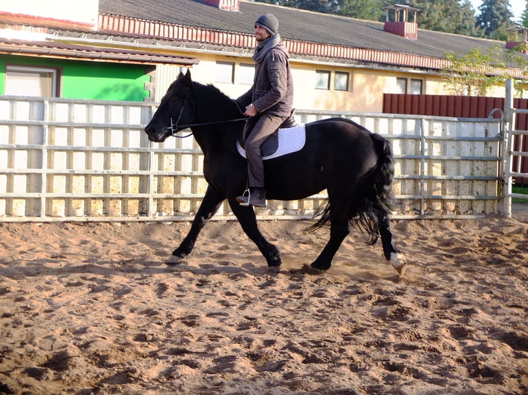 Polnisches Kaltblut Stute 4 Jahre 152 cm Rappe in Buttstädt