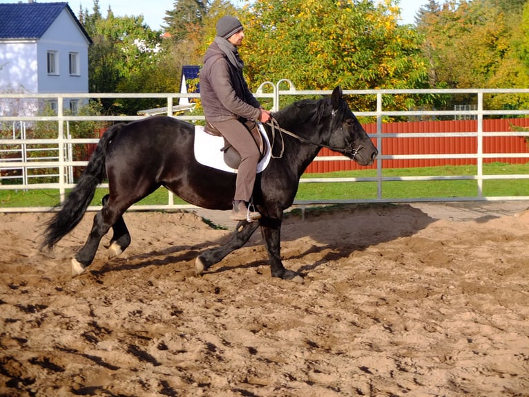 Polnisches Kaltblut Stute 4 Jahre 152 cm Rappe in Buttstädt