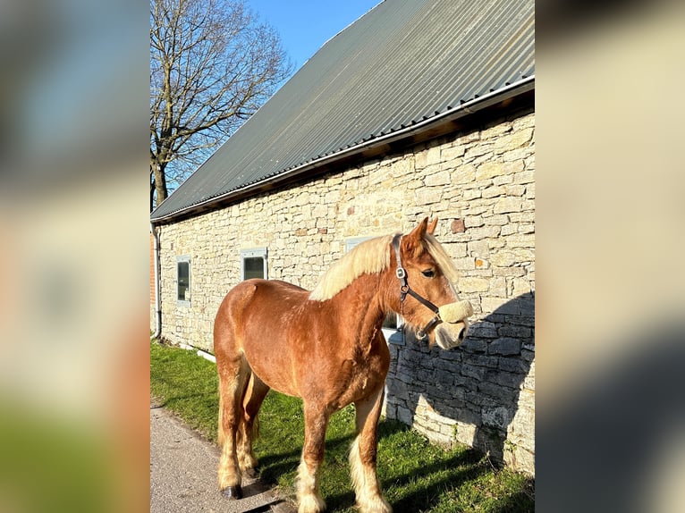 Polnisches Kaltblut Stute 4 Jahre 155 cm Fuchs in Osnabrück
