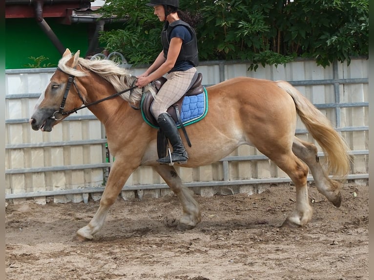 Polnisches Kaltblut Stute 4 Jahre 158 cm Palomino in Buttstädt