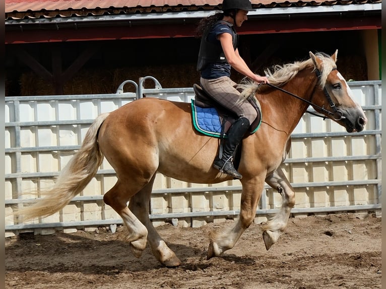 Polnisches Kaltblut Stute 4 Jahre 158 cm Palomino in Buttstädt