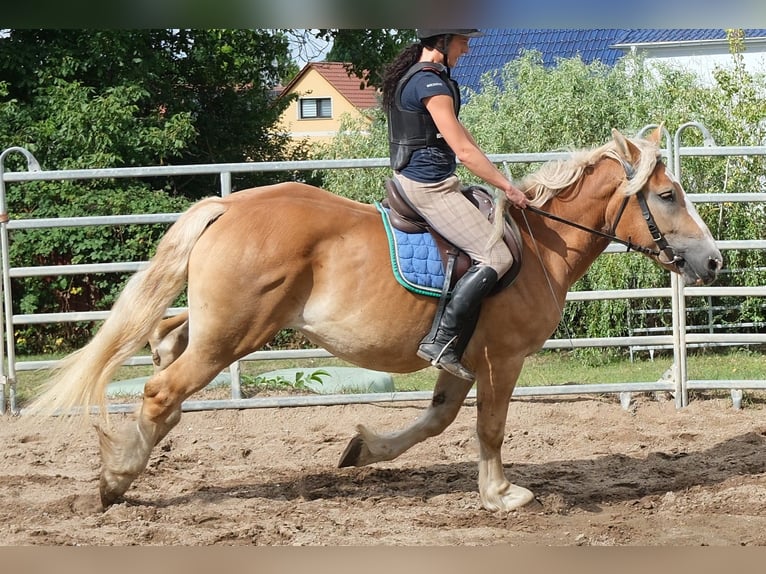 Polnisches Kaltblut Stute 4 Jahre 158 cm Palomino in Buttstädt
