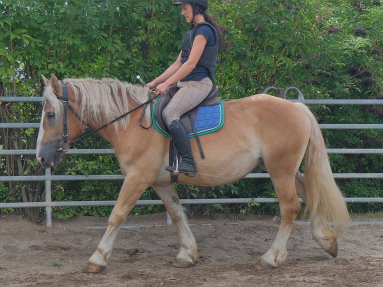 Polnisches Kaltblut Stute 4 Jahre 158 cm Palomino in Buttstädt