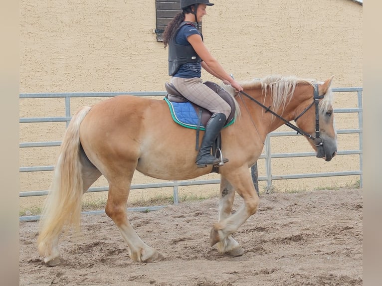 Polnisches Kaltblut Stute 4 Jahre 158 cm Palomino in Buttstädt