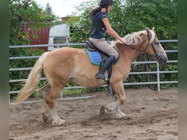 Polnisches Kaltblut Stute 4 Jahre 158 cm Palomino in Buttstädt