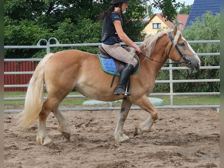 Polnisches Kaltblut Stute 4 Jahre 158 cm Palomino in Buttstädt