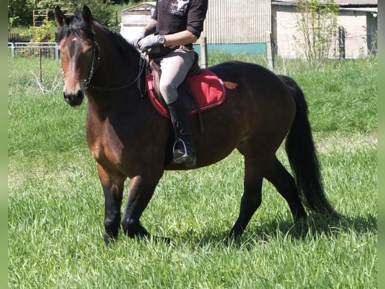 Polnisches Kaltblut Stute 4 Jahre 160 cm Brauner in Nebra